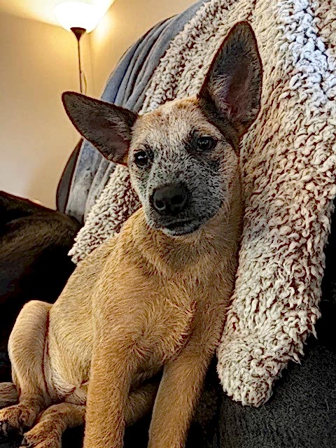 pup-ivan Electrician Assistant #2